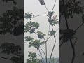 nest of electric Ant #short video ##
