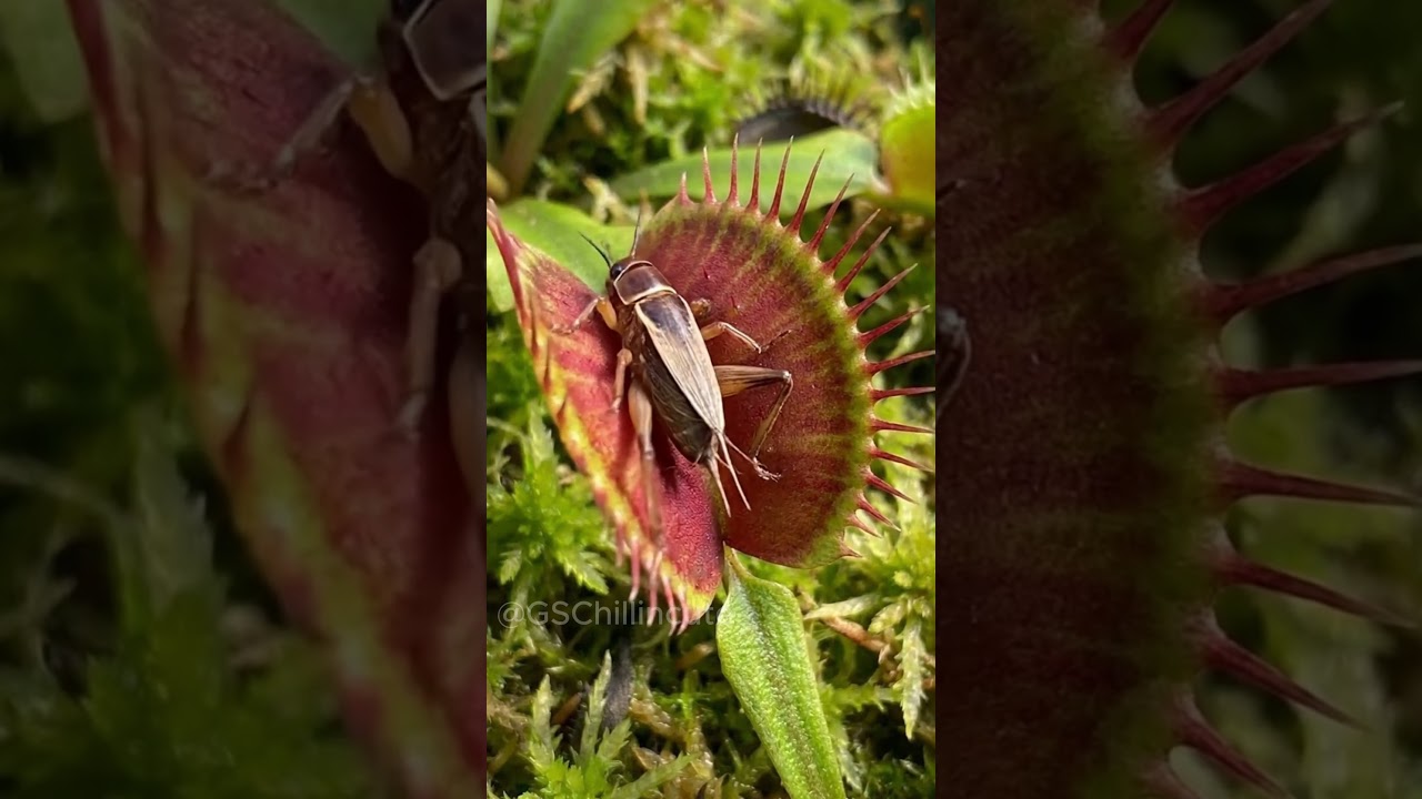 CARNIVOROUS PLANTS vs. Fly Trap: Catching a bug that’s twice their size!