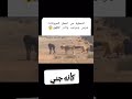 هل هذا من الجن ام من الكلاب كلاب جن اكسبلور البرية  الحياة    ترند
