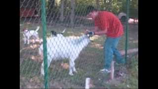 ATTACK OF THE KILLER GOAT!