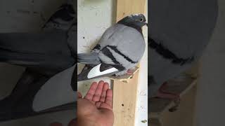 Pigeon lay egg right into it's owner's hand