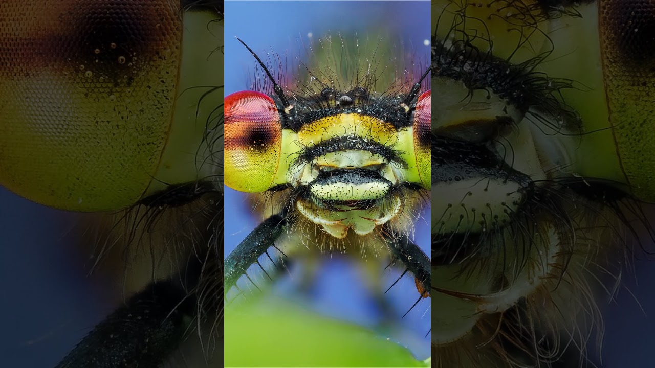 Taking a portrait of a small red damselfly! 