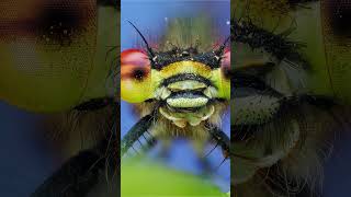Taking a portrait of a small red damselfly! #macro #macrophotography #damselfly