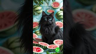 Melon is calling #catlovers #ringtone #cat
