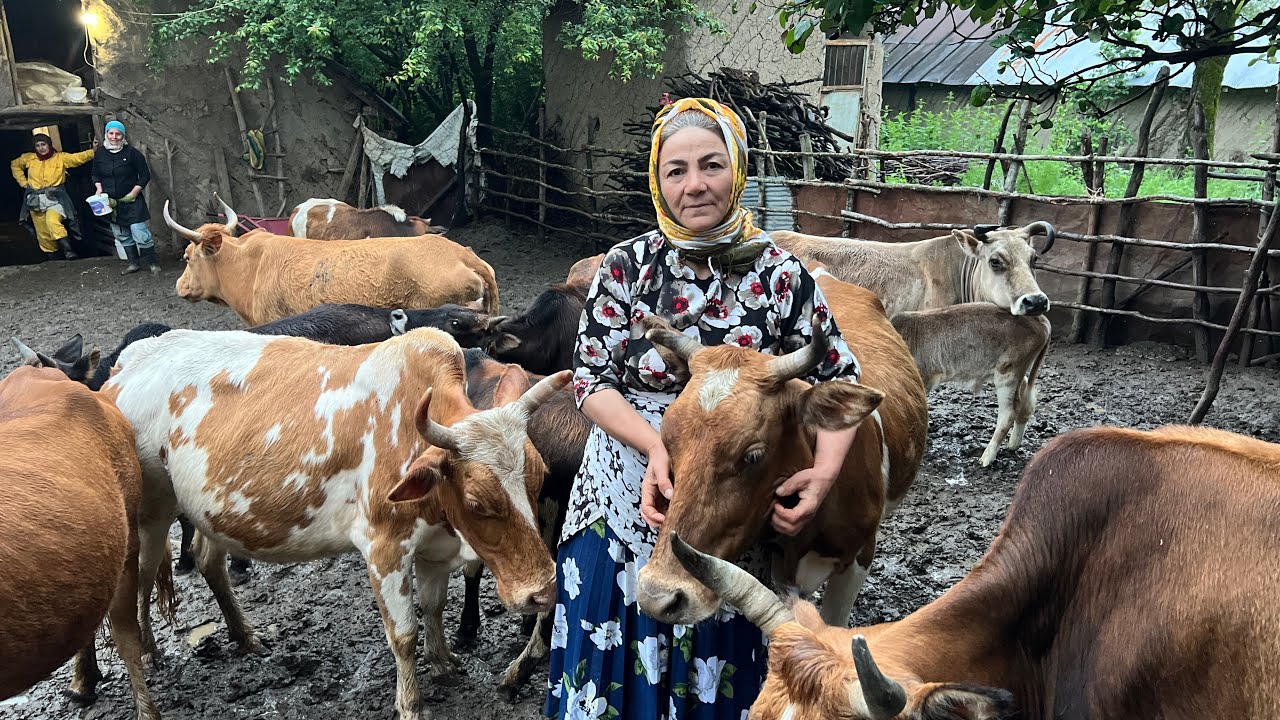 Как иранская женщина доит корову и делает свежий йогурт и масло