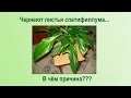 Чернеют и сохнут листья спатифиллума