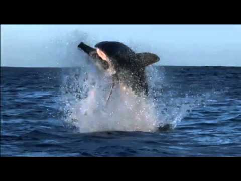Vidéo: Au Mexique, Un Requin De 5 Millions D’années A émergé Du Fond D’une Rivière - Vue Alternative