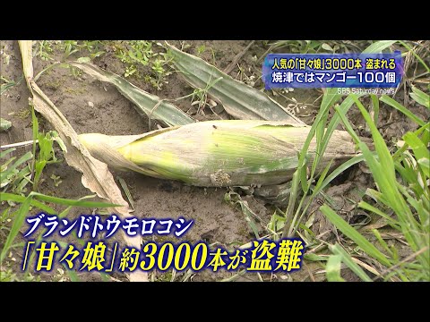 トウモロコシ3000本盗まれる  マンゴー100個も盗難いずれも静岡