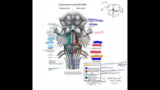     Cranial Nerve Nuclei Localization Made Easy | Nucleus Ambiguus & Tractus Solitarius