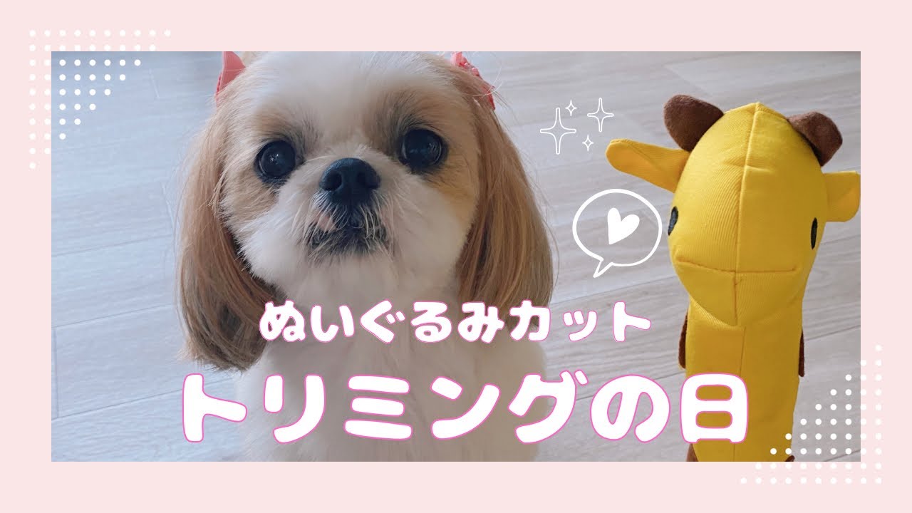 【シーズー】トリミングのお迎えに行ったら全身で喜ぶ愛犬がかわいすぎた