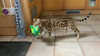 Even a dog toy will be destroyed - Ifness Bengal Cattery by Ilona Koeleman-Lubbers 47 views 2 years ago 1 minute, 1 second