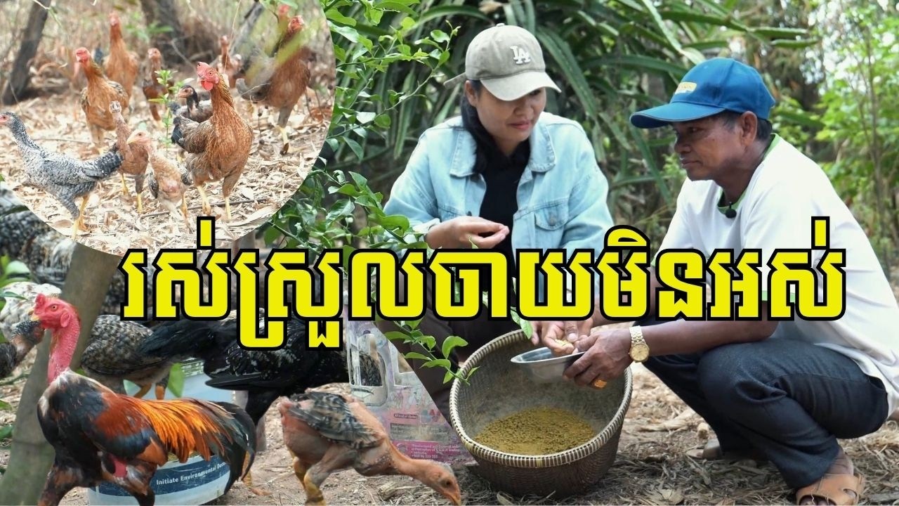 ច្នៃដាក់ចិញ្ចឹមមាន់ស្រែក្នុងដីចម្ការដំណាំចម្រុះ លក់បានថ្លៃ១គីឡូទាបបំផុត១៧០០០៛ ចំណូលជាង៣លានរៀល/ខែ