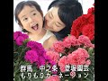 母の日ギフトに！群馬　登坂園芸さんのカーネーション　花を長持ちさせるコツ　たくさん咲かせるコツ