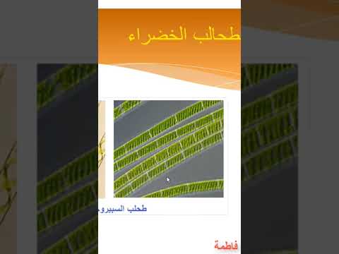 الخصائص الضوئية للطحالب الخضراء و الحمراء 