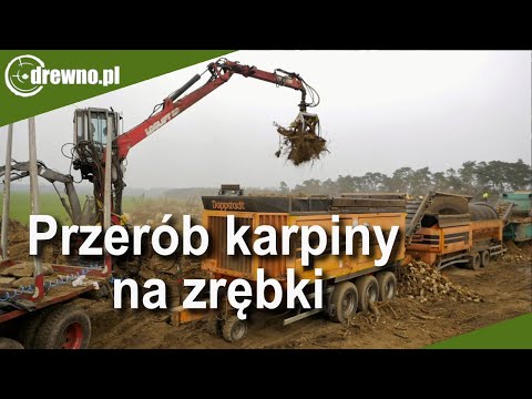 Jak przerabia się karpinę na zrębki - zrębkowanie korzeni