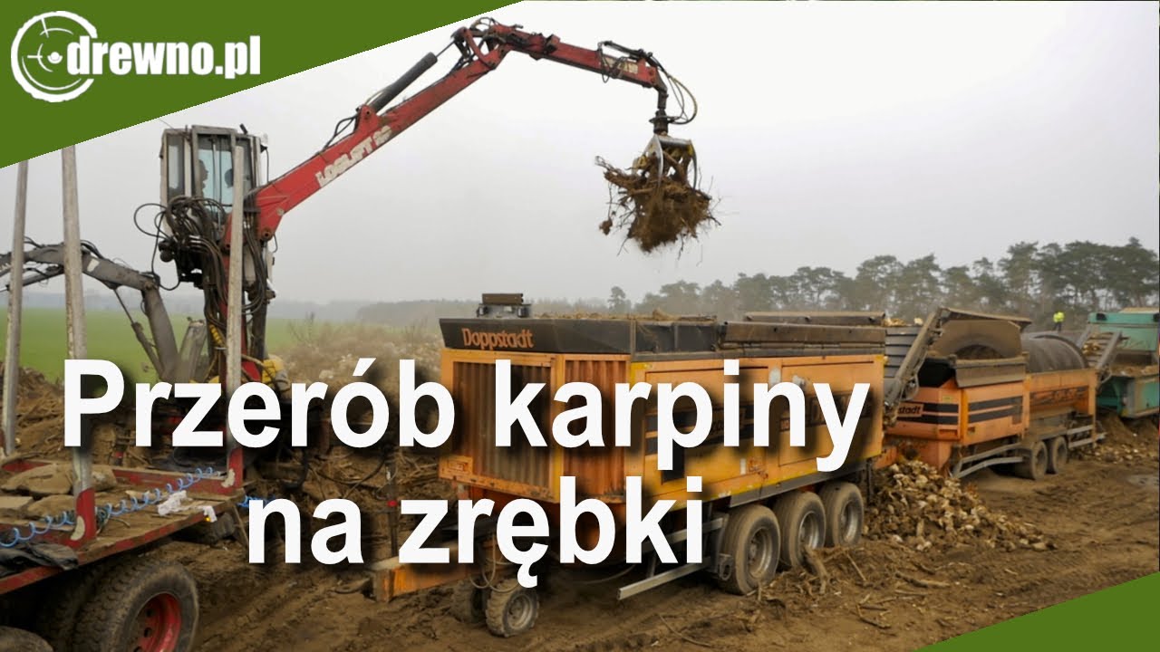 Jak przerabia się karpinę na zrębki - zrębkowanie korzeni