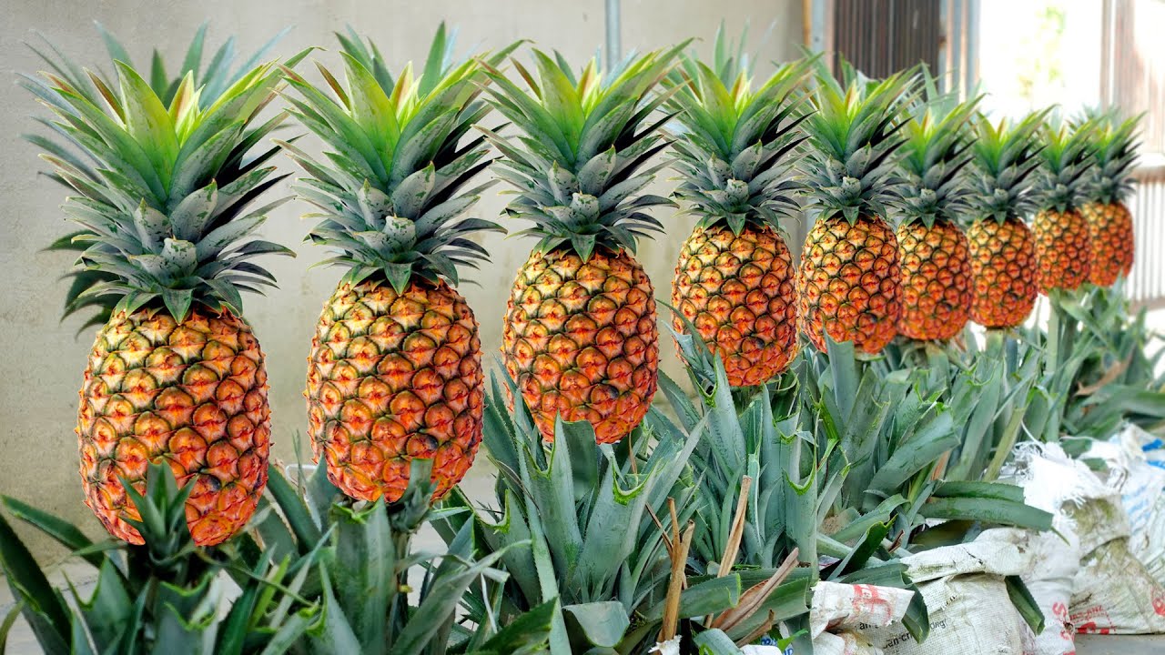 photo of pineapples being grown