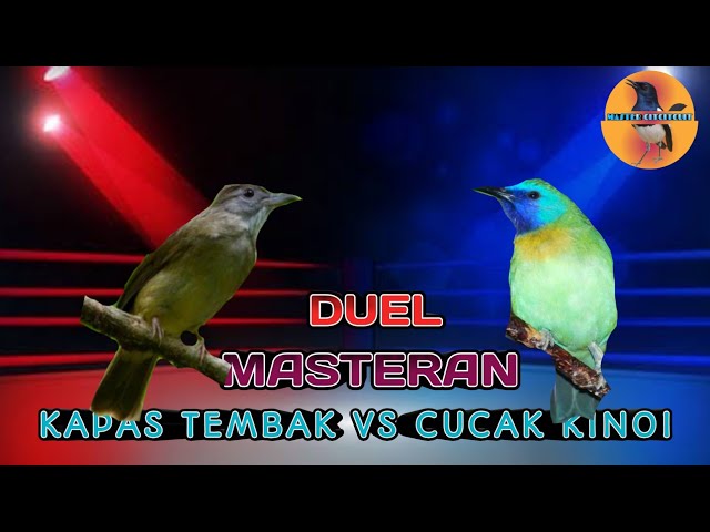 Duel Masteran Cotton Shoot vs Cucak Kinoi class=