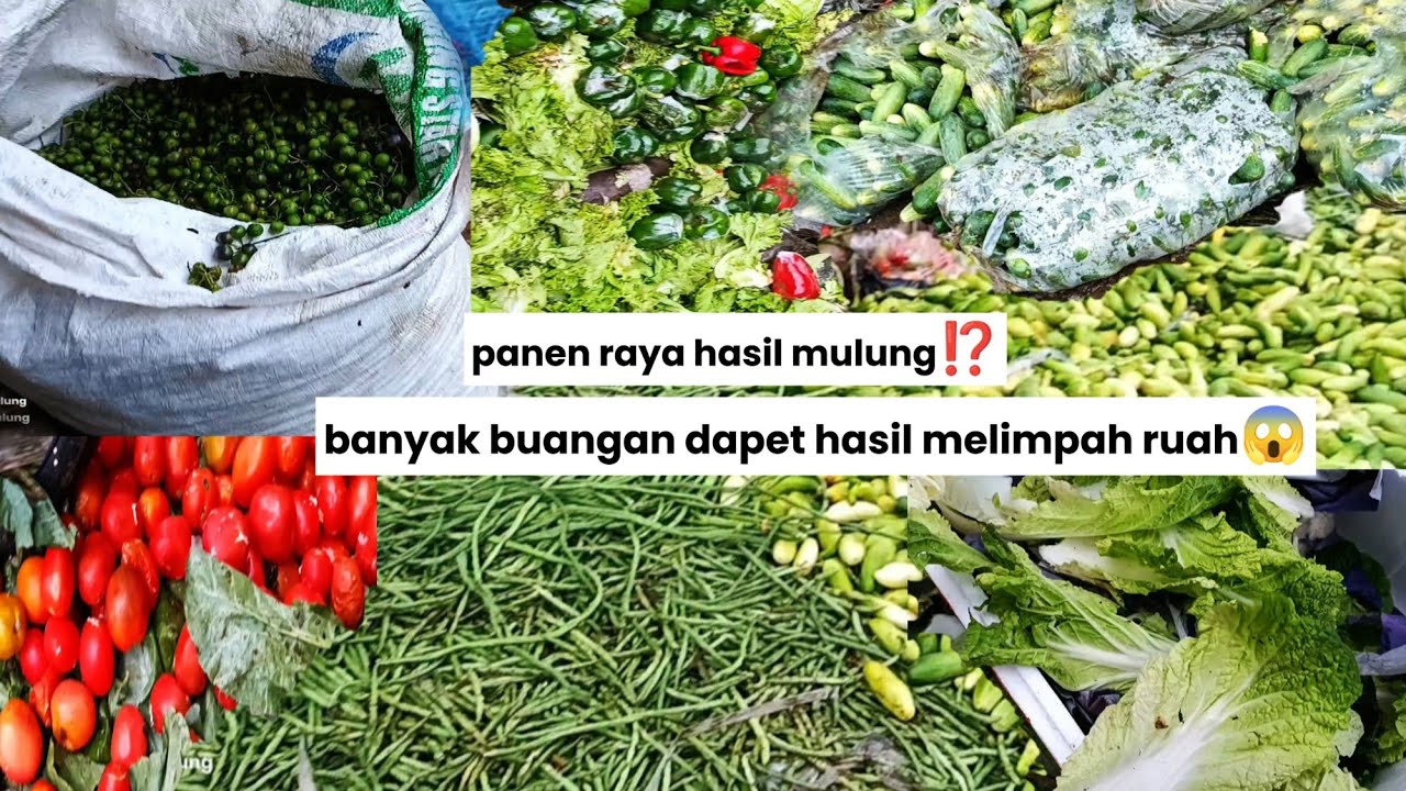 Ramadhan makan gratis 1 bulan⁉️ bawa pulang hasil mulung yang melimpah😱