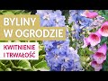 BYLINY W OGRODZIE - piękne kwitnienie i trwałość