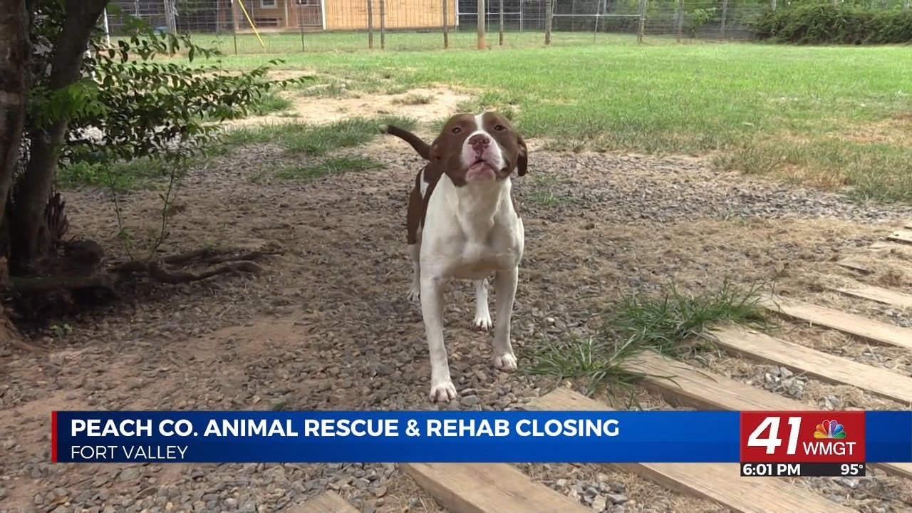 Peach County Animal Rescue and Rehabilitation closing, looking for