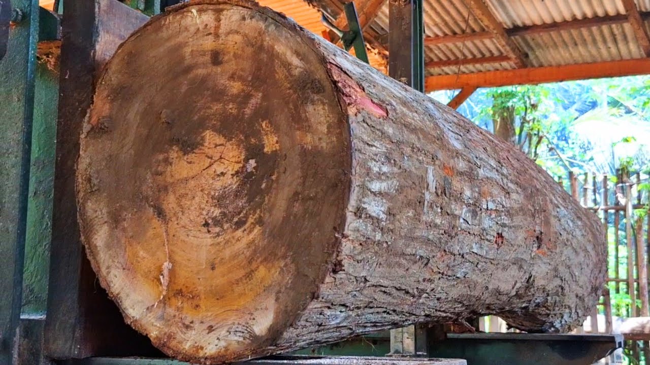 Old mahogany logs are an unexpected money maker at the sawmill 
