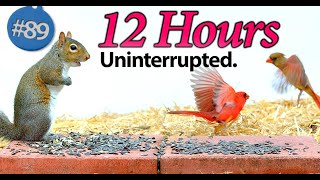 Bird Video for Cats 😻12 Hours of Birds 🐦 and Squirrels Uninterrupted CatTV