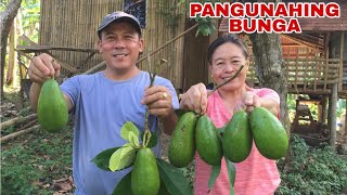PANGUNAHING BUNGA: CARDINAL AVOCADO | Biyaherong Batangueno