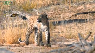 YOUDOC - Leopardo