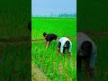 কাজ না করলে বিয়ে করাইতাম না