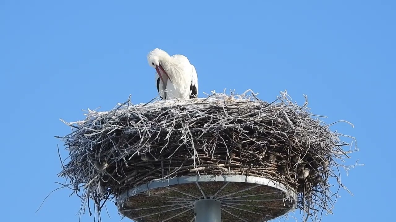 White storks in Denmark Rens 18 februar 2026