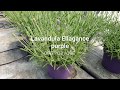 Opg podvoreclavandula ellagance purple