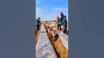 Potato Farming A Traditional Way #satisfying #shortsvideo