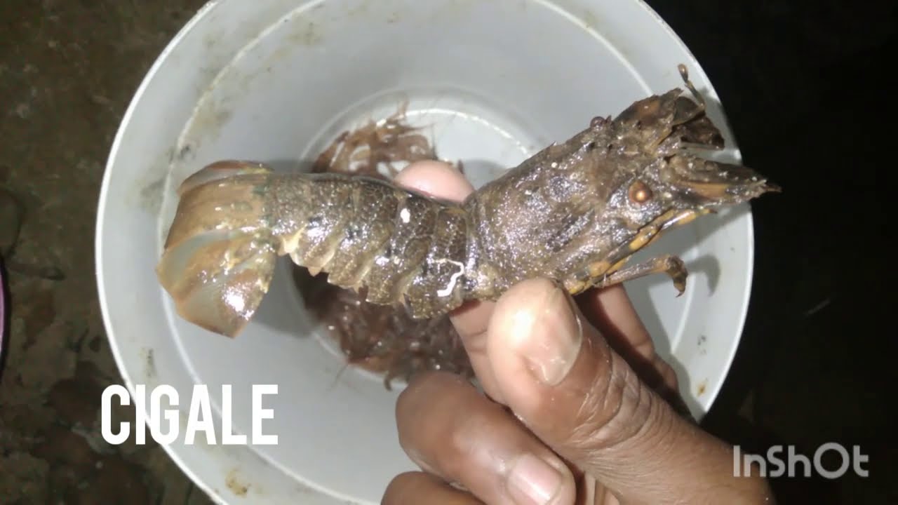 طريقة جمع القمرون او الروبيان لاستهداف الشرغو او الدرعي لكن المفاجأة  la cigale