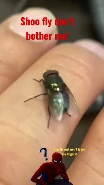 FLY AWAY NOW OR NEVER!