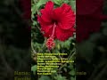 #Botany #Malvaceae #angiosperms #floweringplants#biology #assistantprofessor #csirnet #TGT#pgt