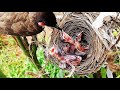 Baby Pushing Out Sibling bird In FRONT of Parent Bird | FULLVIDEO EP 4 DAY 3