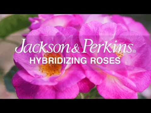 Video: Jackson & Perkins Roses là gì?