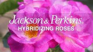Jackson & Perkins' Rose Production