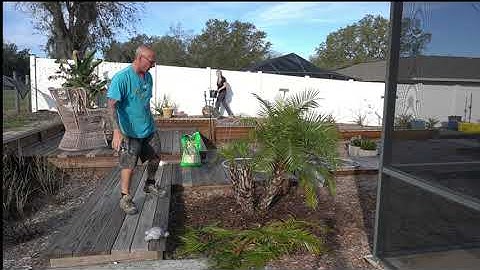 How to Fertilize a Pygmy Date Palm with Sunniland