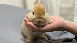 Funny Bunny Rabbit Video Compilation 2022 by PetsAndAnimals 430 views 1 year ago 4 minutes, 15 seconds