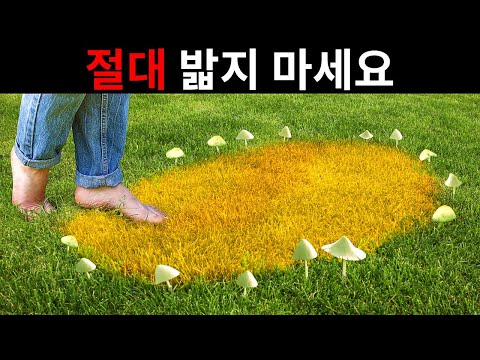 버섯이 원형으로 자라는 이유와 모든 논리를 무시하는 14 가지 현상