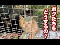 母猫に置き去りにされた子猫を保護しました