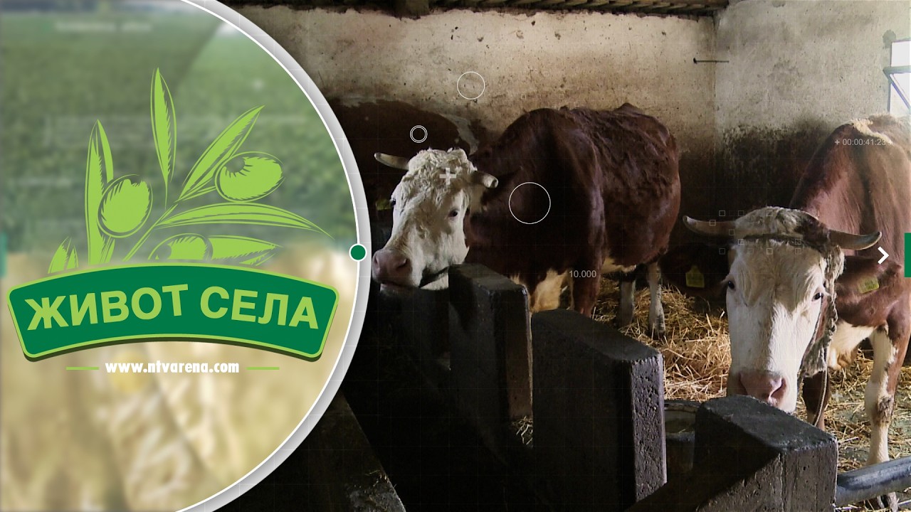 Mijatovići svoji na svome: Šire tov i unapređuju proizvodnju u Zagonima