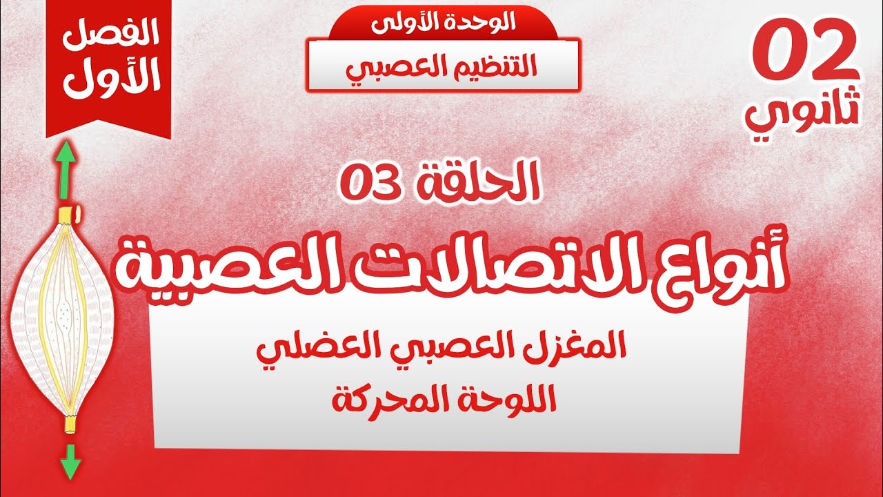 ثانية ثانوي💪🏼الحلقة 3: انواع الاتصالات العصبية العضلية"المغزل العصبي العضلي+اللوحة المحركة"