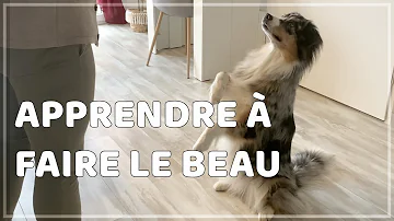 Pourquoi mon chien fait le beau ?