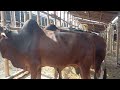 American Ranchers Raise 30 1 Million Beef Cattle This Way American Cow Farm 