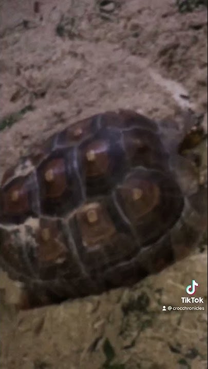 Черепашья граната 💣🐢 - YouTube