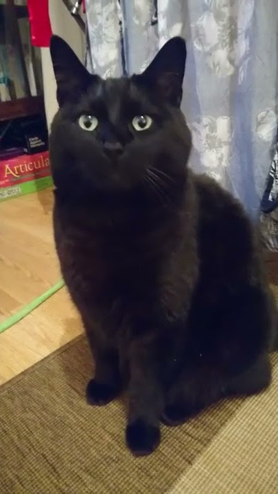 Big boy cat with the tiniest meow