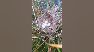 water hen , nest and eggs